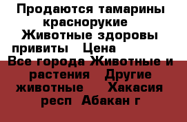 Продаются тамарины краснорукие . Животные здоровы привиты › Цена ­ 85 000 - Все города Животные и растения » Другие животные   . Хакасия респ.,Абакан г.